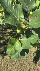Ficus carica