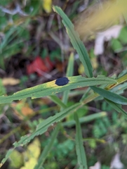 Asteromyia euthamiae
