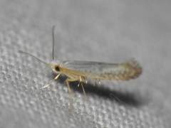 Argyresthia subreticulata