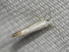 Argyresthia subreticulata