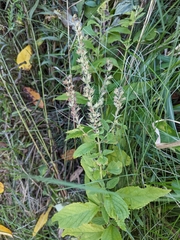 Teucrium canadense