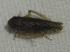 Paraphlepsius
