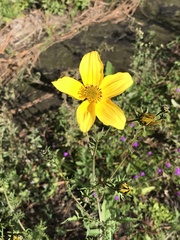 Bidens triplinervia
