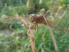 Crocothemis servilia mariannae