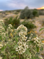 Lippia graveolens