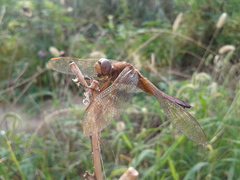 Crocothemis servilia mariannae
