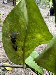 Danaus chrysippus