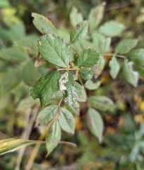 Stigmella rosaefoliella