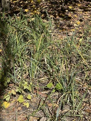 Carex hyalinolepis
