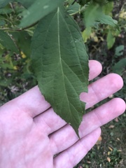 Ambrosia