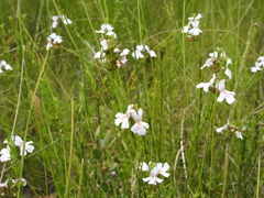 Westringia tenuicaulis