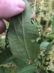 Ambrosia