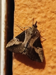 Hypena