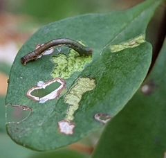 Rheumaptera meadii