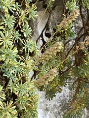 Petrophytum caespitosum caespitosum