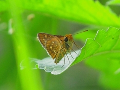 Taractrocera ardonia