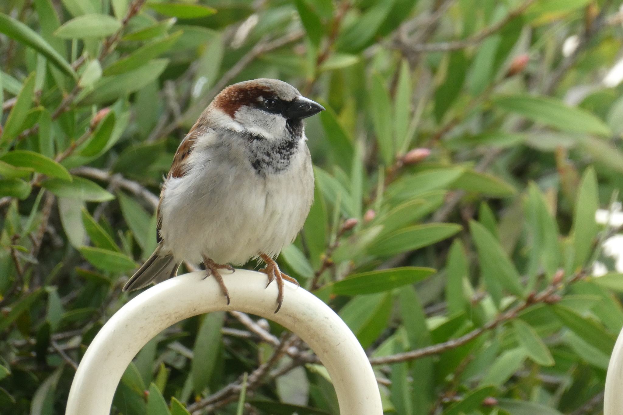 House Sparrow