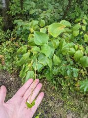 Smilax lasioneura