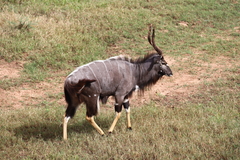 Tragelaphus angasii