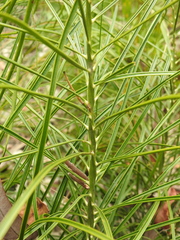 Macrozamia pauli-guilielmi