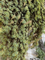 Petrophytum caespitosum caespitosum