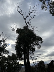 Eucalyptus viminalis