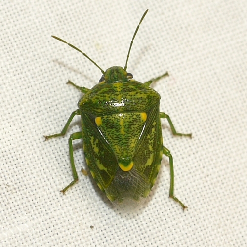 Juniper Stink Bug photo 3