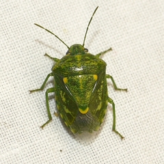 Banasa euchlora