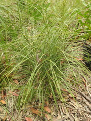 Macrozamia pauli-guilielmi