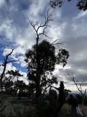 Eucalyptus viminalis