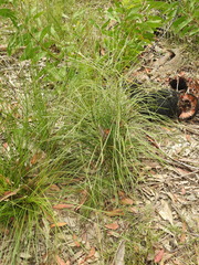 Macrozamia pauli-guilielmi