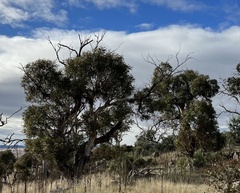 Eucalyptus viminalis