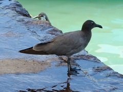 Leucophaeus fuliginosus