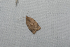 Neocalyptis liratana