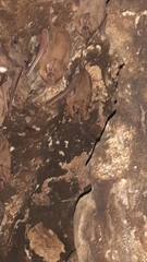 Taphozous melanopogon