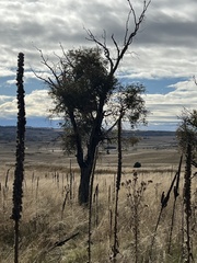 Eucalyptus viminalis