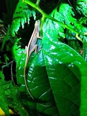 Anolis maculiventris