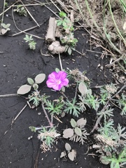 Geranium potentillifolium