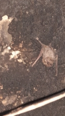 Taphozous melanopogon