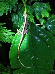 Anolis maculiventris