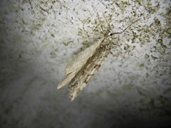 Epirrita viridipurpurescens