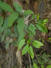 Ficus virens