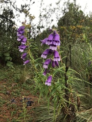 Penstemon gentianoides
