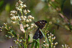 Libytheana carinenta mexicana