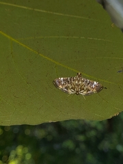 Chabula acamasalis