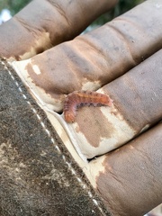 Acronicta lithospila