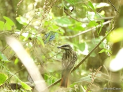 Myiodynastes luteiventris