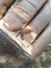 Acronicta lithospila