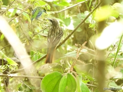 Myiodynastes luteiventris