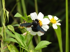 Xylocopa iridipennis